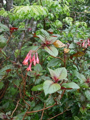 Fuchsia triphylla