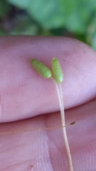 Leptostomum macrocarpum