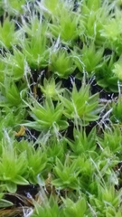 Leptostomum macrocarpum