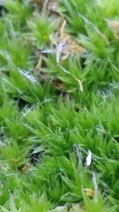 Leptostomum macrocarpum