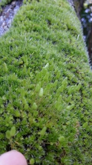 Leptostomum macrocarpum