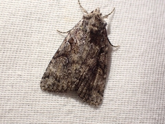 Anaplectoides pressus