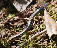 Plestiodon skiltonianus skiltonianus