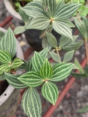 Peperomia tetragona