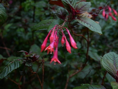 Fuchsia triphylla