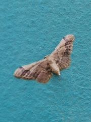 Idaea violacea