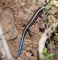 Plestiodon skiltonianus skiltonianus