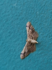 Idaea violacea