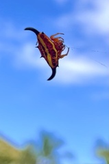 Gasteracantha thorelli