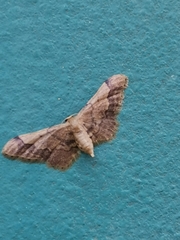 Idaea violacea
