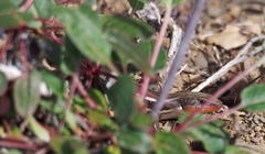 Plestiodon skiltonianus skiltonianus