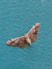 Idaea violacea