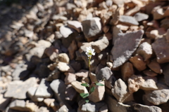 Ionopsidium aragonense