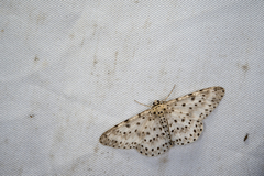 Percnia suffusa