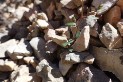 Ionopsidium aragonense