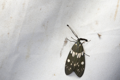 Eterusia aedea formosana