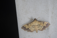 Ategumia adipalis