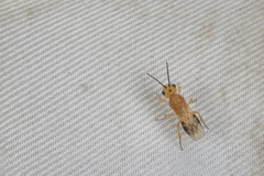 Phanerotoma flava