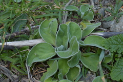 Craspedia uniflora maritima