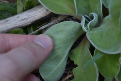 Craspedia uniflora maritima