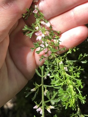 Cyanothamnus anemonifolius