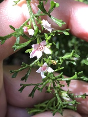 Cyanothamnus anemonifolius
