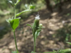 Pseudoconyza viscosa