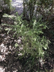 Cyanothamnus anemonifolius