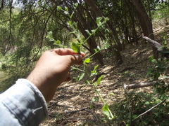 Pseudoconyza viscosa