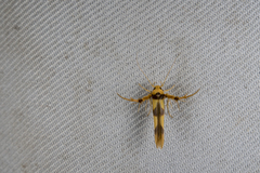 Stathmopoda fusciumeraris