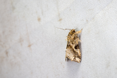 Callopistria phaeogona