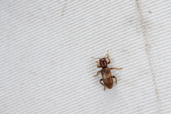 Xenorthrius umbratus