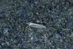 Tingena basella