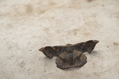 Fascellina chromataria