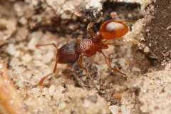 Tetramorium fuscipes
