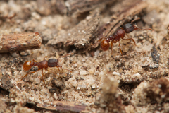 Tetramorium fuscipes