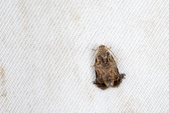 Phaecasiophora caryosema