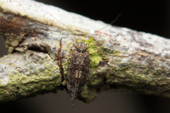 Myopsocidae