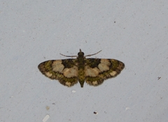 Gymnoscelis roseifascia