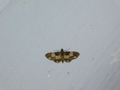 Gymnoscelis roseifascia