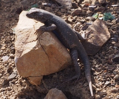 Sceloporus graciosus gracilis