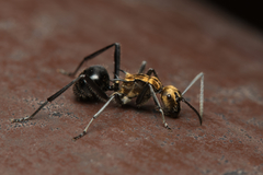 Polyrhachis semiaurata