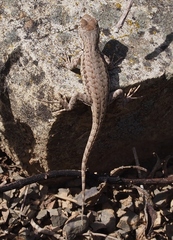 Sceloporus graciosus gracilis
