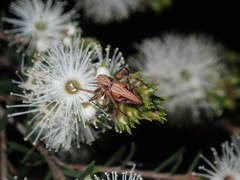 Oxyopes amoenus