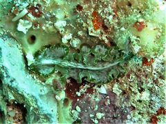 Pseudobiceros flowersi