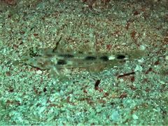 Fusigobius inframaculatus