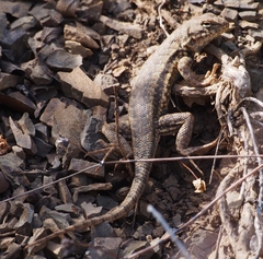 Sceloporus graciosus gracilis