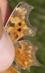 Polygonia oreas
