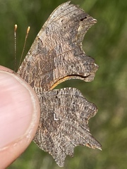 Polygonia oreas