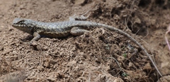 Sceloporus graciosus gracilis